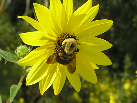 Heliopsis helianthoides